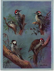 vintage and antique bird prints